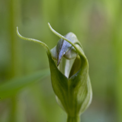Pterostylis foliata