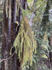 Phlegmariurus