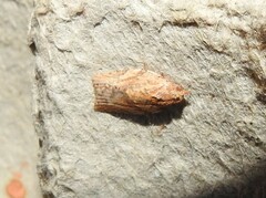 Epiphyas postvittana