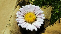 Townsendia condensata