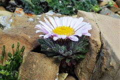 Townsendia condensata