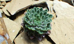 Townsendia condensata