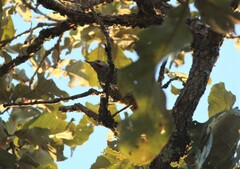 Colaptes auricularis