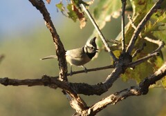 Baeolophus wollweberi