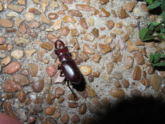 Lucanus elaphus