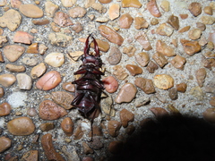 Lucanus elaphus