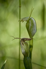 Pterostylis foliata