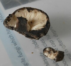 Russula inquinata