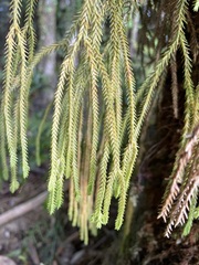 Phlegmariurus