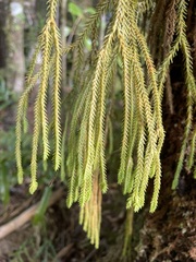 Phlegmariurus