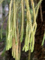Phlegmariurus