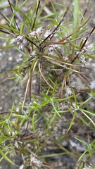 Laxmannia orientalis