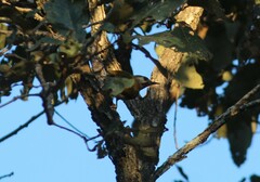 Colaptes auricularis