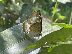 Euthalia monina