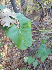Calystegia occidentalis