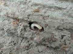 Pericoptus truncatus