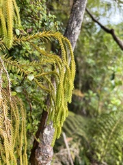 Phlegmariurus