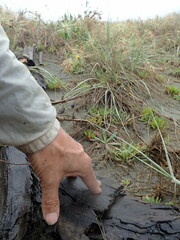 Pericoptus truncatus