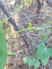 Calystegia occidentalis