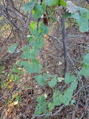Calystegia occidentalis