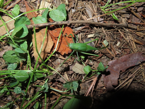 Common True Katydid
