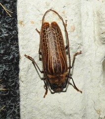 Prionoplus reticularis