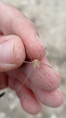 Sclerosomatidae