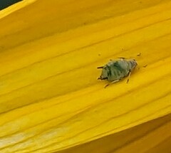 Aphis gossypii