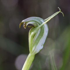Pterostylis foliata
