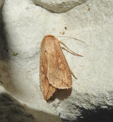 Mythimna separata