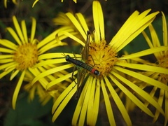 Munnozia senecionidis