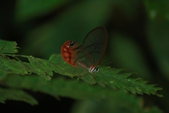Cithaerias pireta