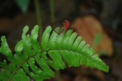Cithaerias pireta