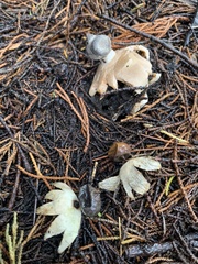 Geastrum tenuipes