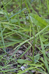 Pterostylis foliata