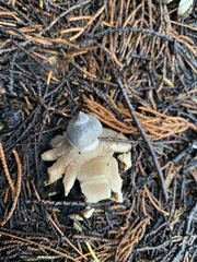 Geastrum tenuipes