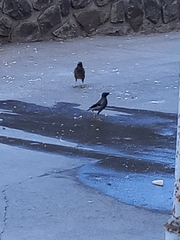 Acridotheres fuscus