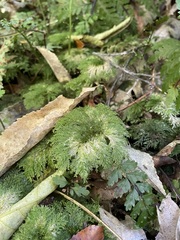 Dendrohypopterygium filiculiforme