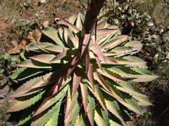 Agave maximiliana