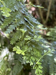 Asplenium bulbiferum
