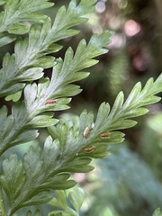 Asplenium bulbiferum