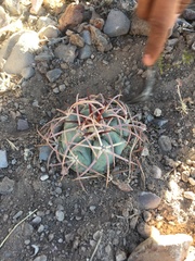 Echinocactus horizonthalonius