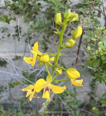 Eulophia speciosa
