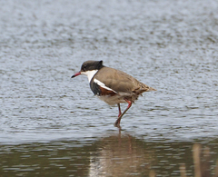 Erythrogonys cinctus