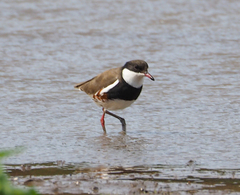 Erythrogonys cinctus