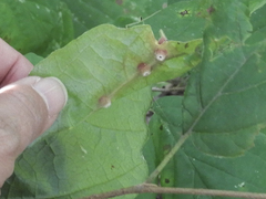 Hormaphis hamamelidis