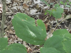 Hormaphis hamamelidis