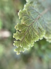 Hymenophyllum frankliniae