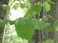 Hormaphis hamamelidis
