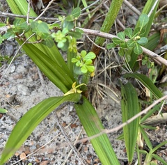 Eulophia speciosa
